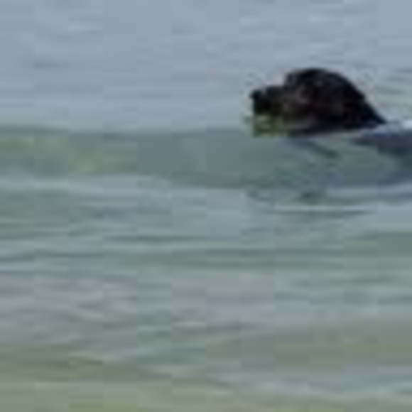 Meet your Posher, Elizabeth - Picture 1 of 1